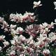 Przesadzanie magnolii. Poznaj zasady pielęgnacji magnolii po jej przesadzeniu Przesadzanie magnolii. Poznaj zasady pielęgnacji magnolii po jej przesadzeniu
