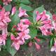 Krzewuszka cudowna (Weigela Florida). Wszystko, co powinieneś wiedzieć o krzewuszce Krzewuszka cudowna (Weigela Florida). Wszystko, co powinieneś wiedzieć o krzewuszce